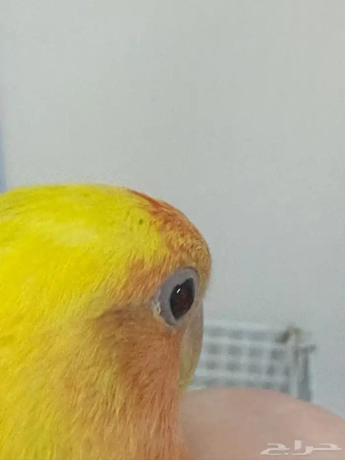 طير روز اصفر عيون حمر للبيع 0