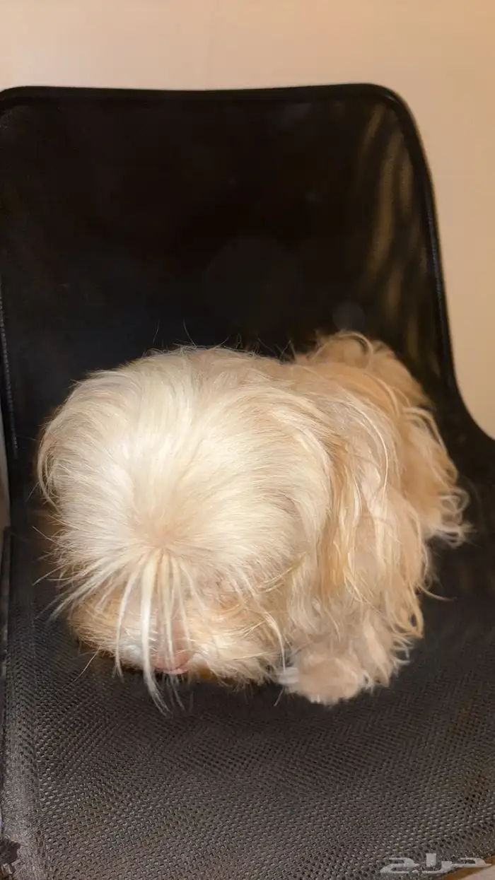 كلاب انثى وذكر للبيع اليفه 1