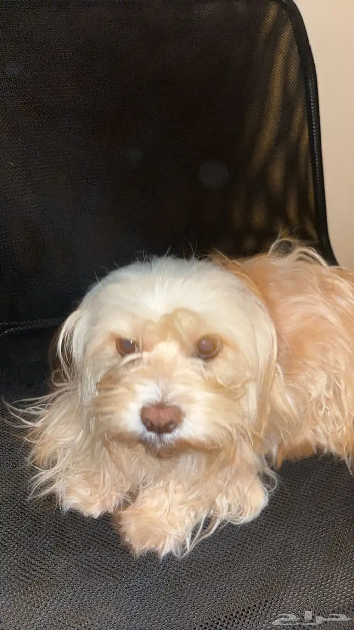 كلاب انثى وذكر للبيع اليفه 0