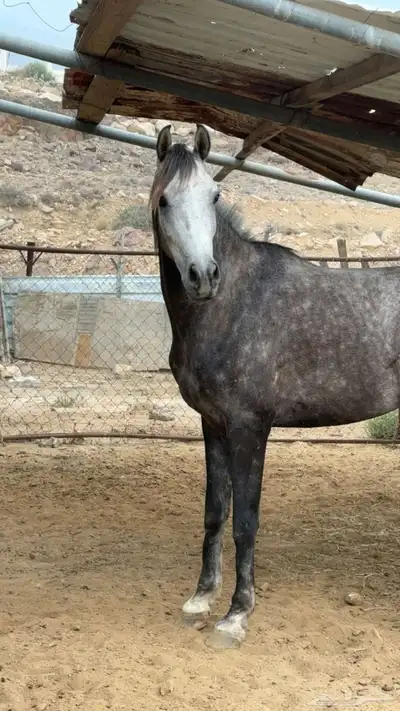 حصان 0