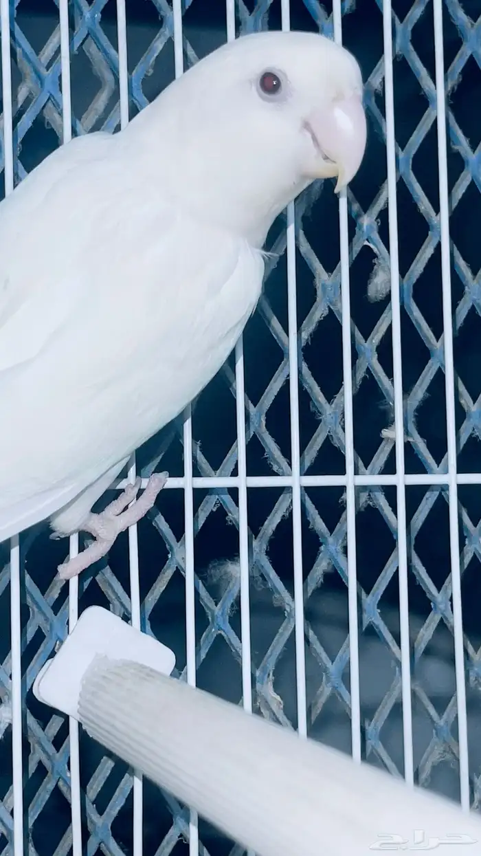 ذكر روز البينو محلل تم البيع 7