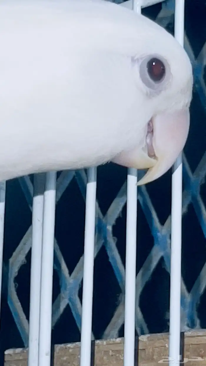 ذكر روز البينو محلل تم البيع 0