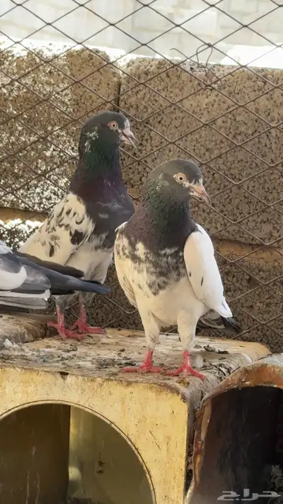 حمام 2