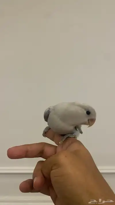 روز اليف 0