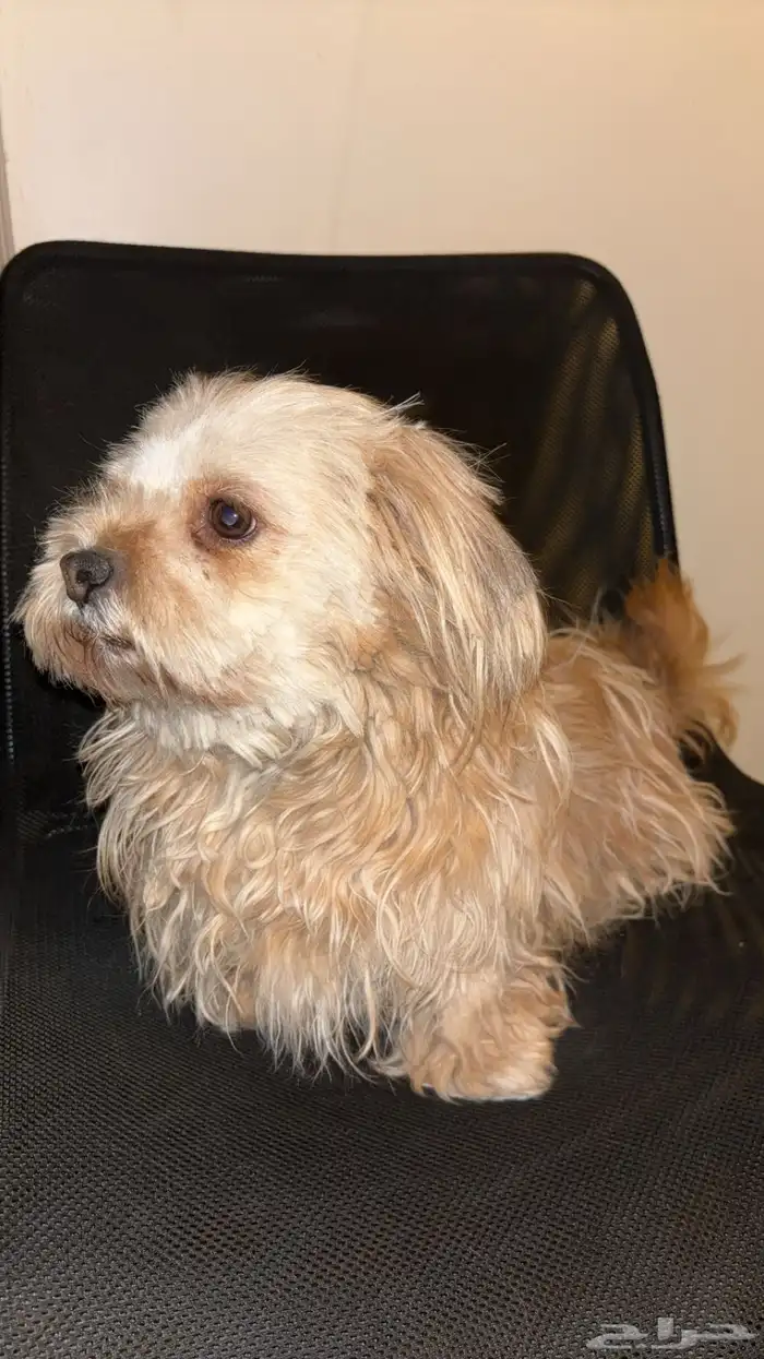 كلاب انثى وذكر للبيع اليفه 4