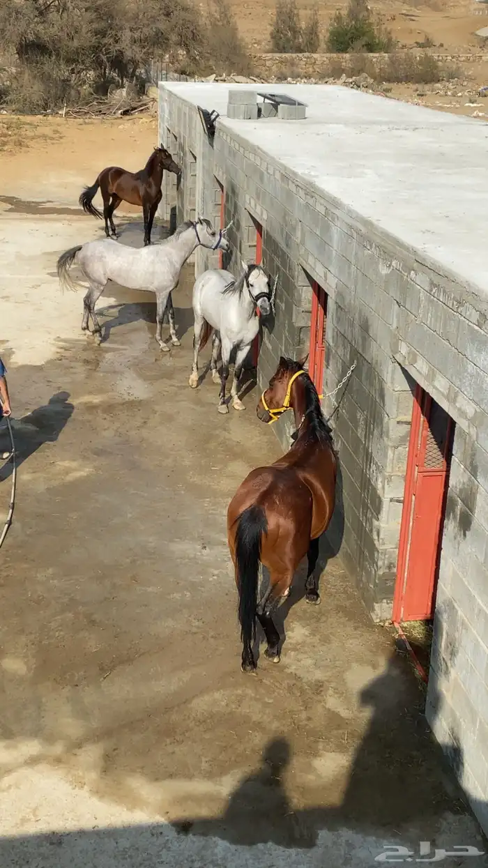 احتاج سايس خيل 0