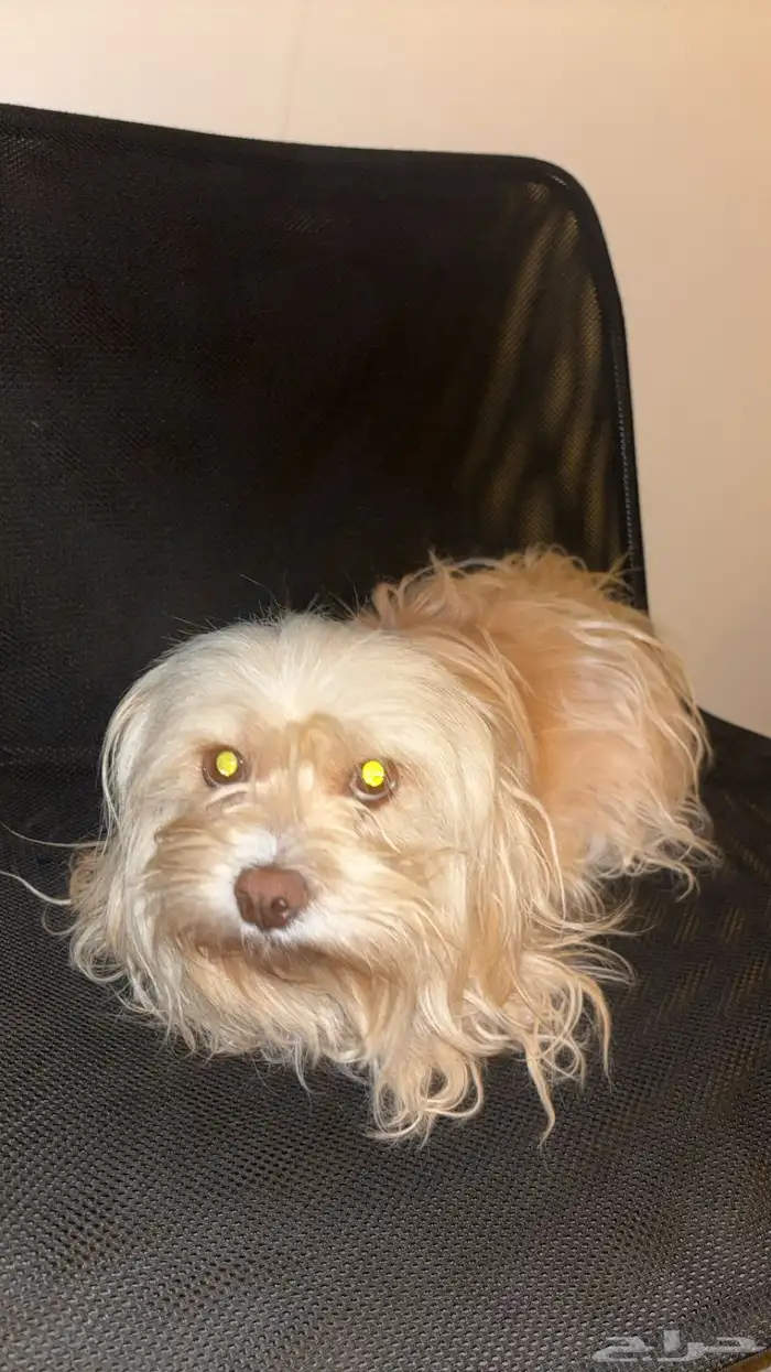 كلاب انثى وذكر للبيع اليفه 3