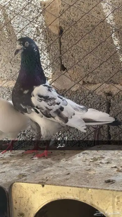 حمام 3