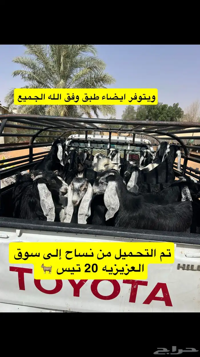 المزاحميه توصيل حلال وغيره 14