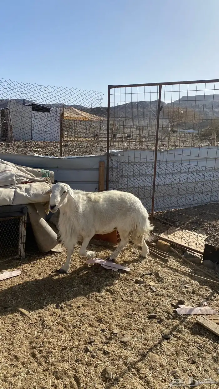 فحل حري طيب ( تم البيع ) 2