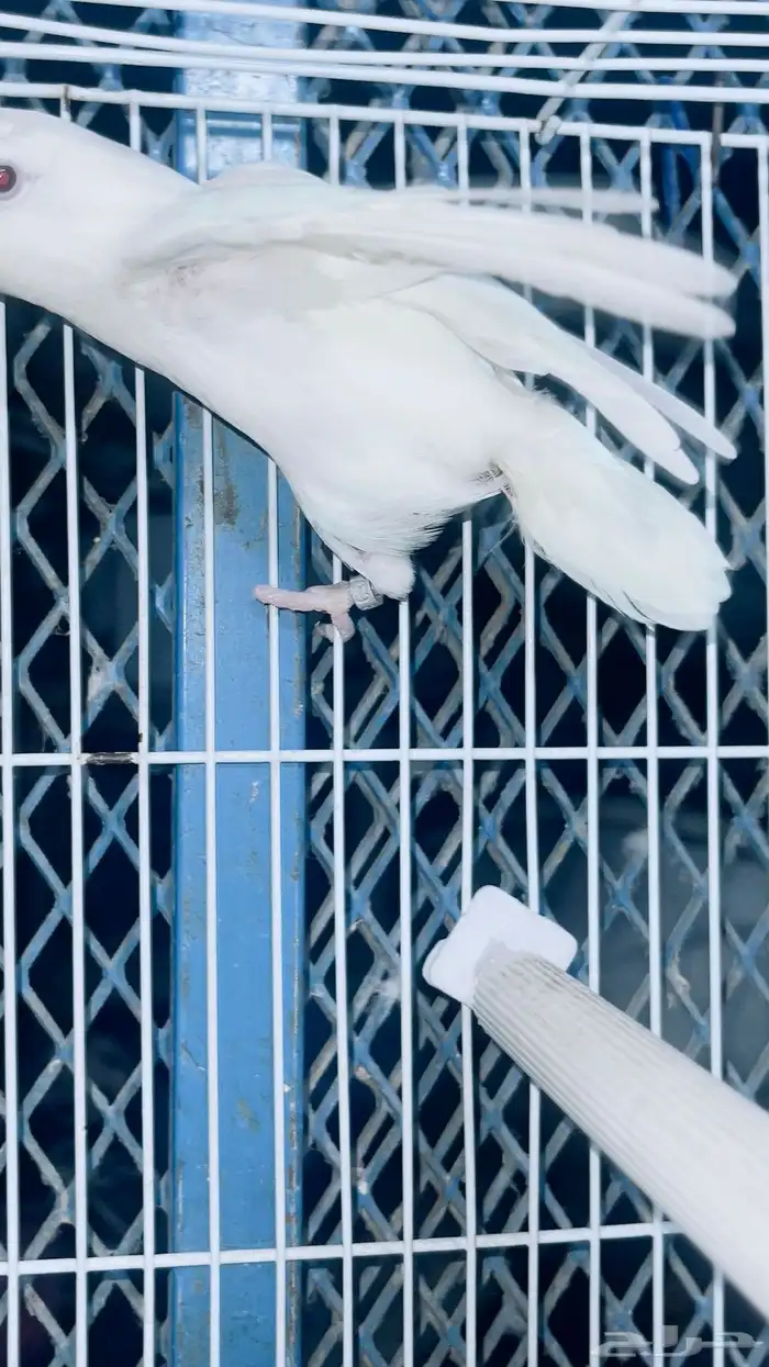 ذكر روز البينو محلل تم البيع 4