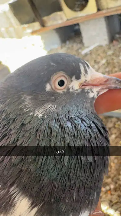 حمام 1