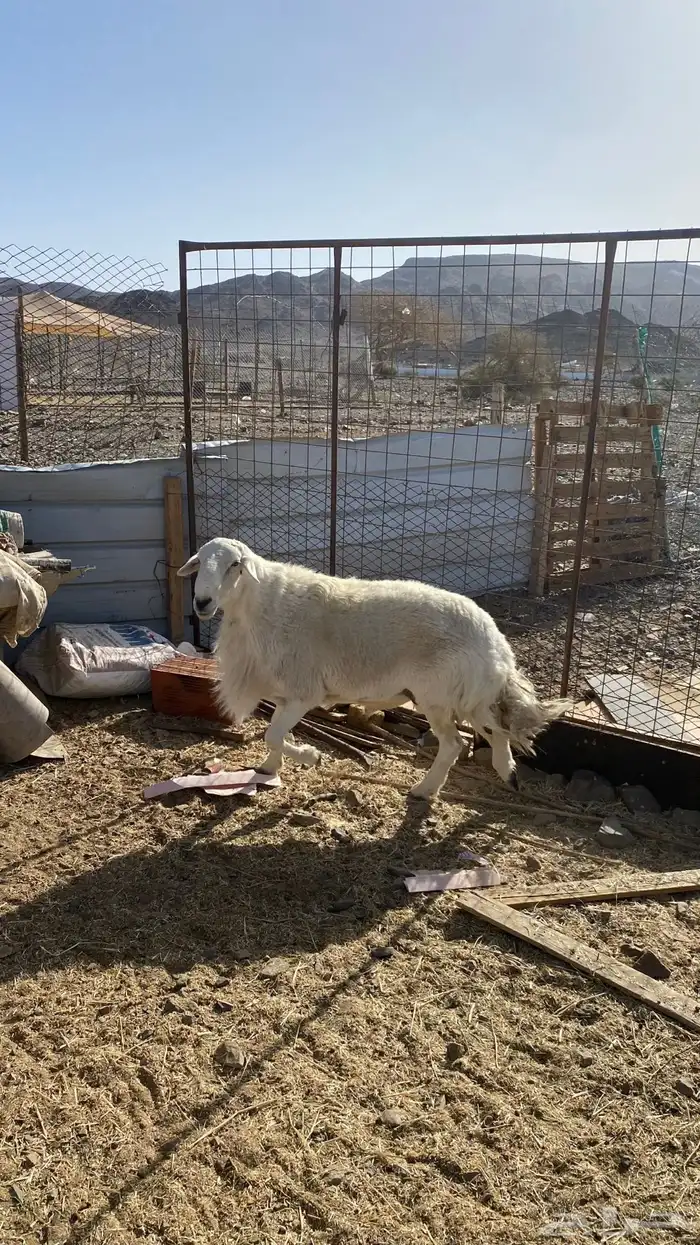 فحل حري طيب ( تم البيع ) 1