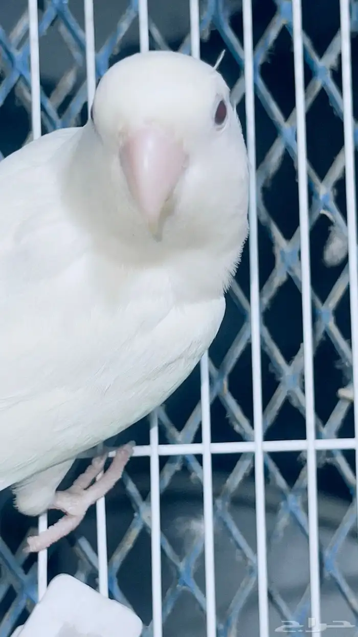 ذكر روز البينو محلل تم البيع 6