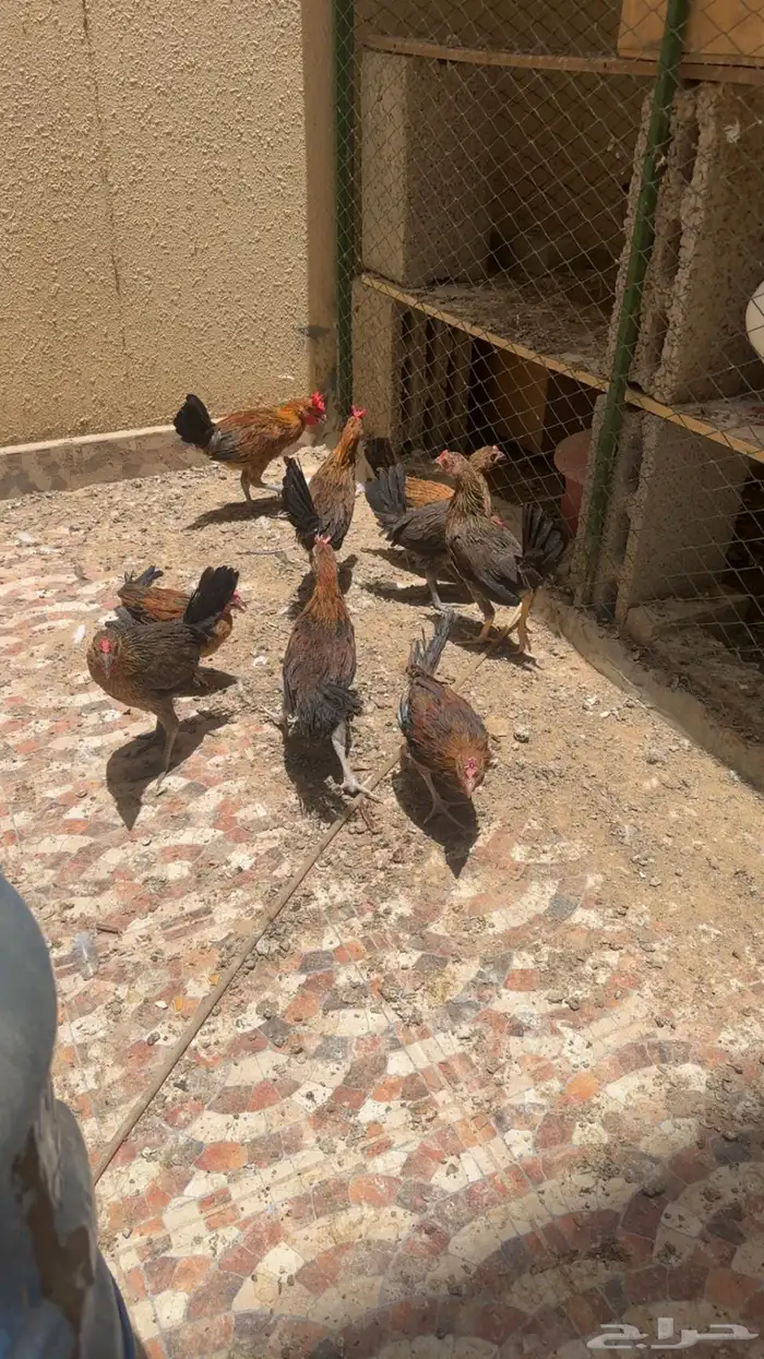 دجاج بلدي جملة تم البيع 1