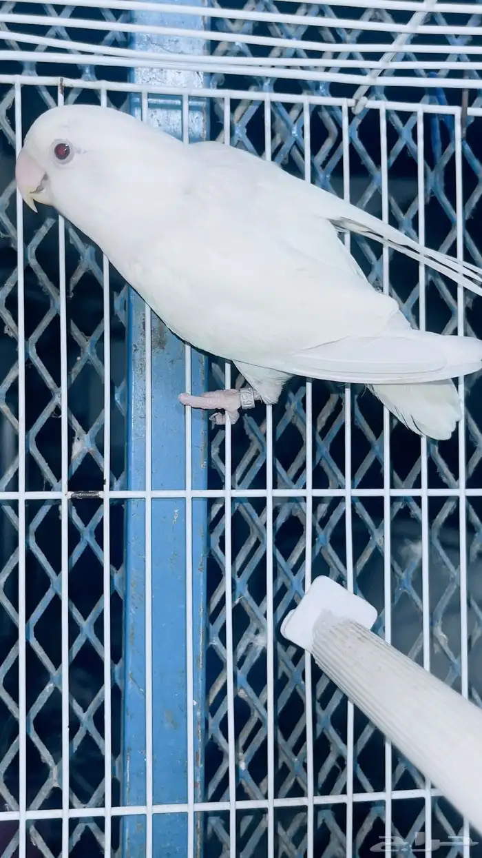 ذكر روز البينو محلل تم البيع 3