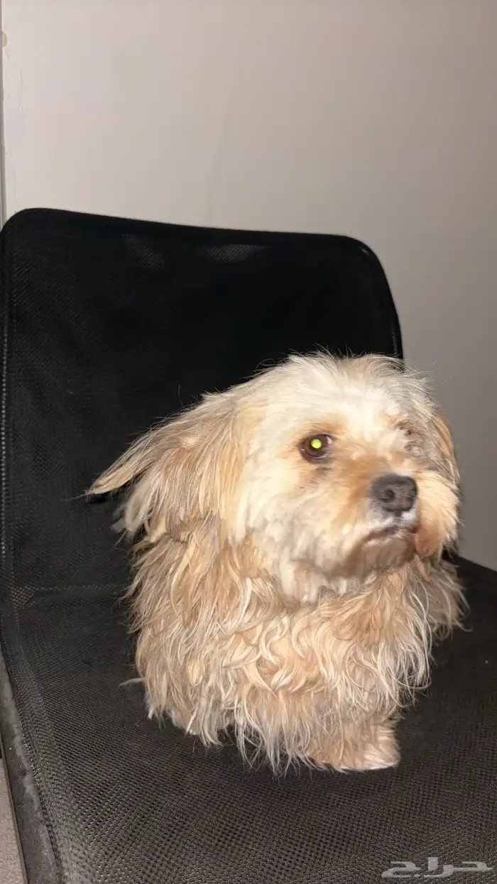 كلاب انثى وذكر للبيع اليفه 5