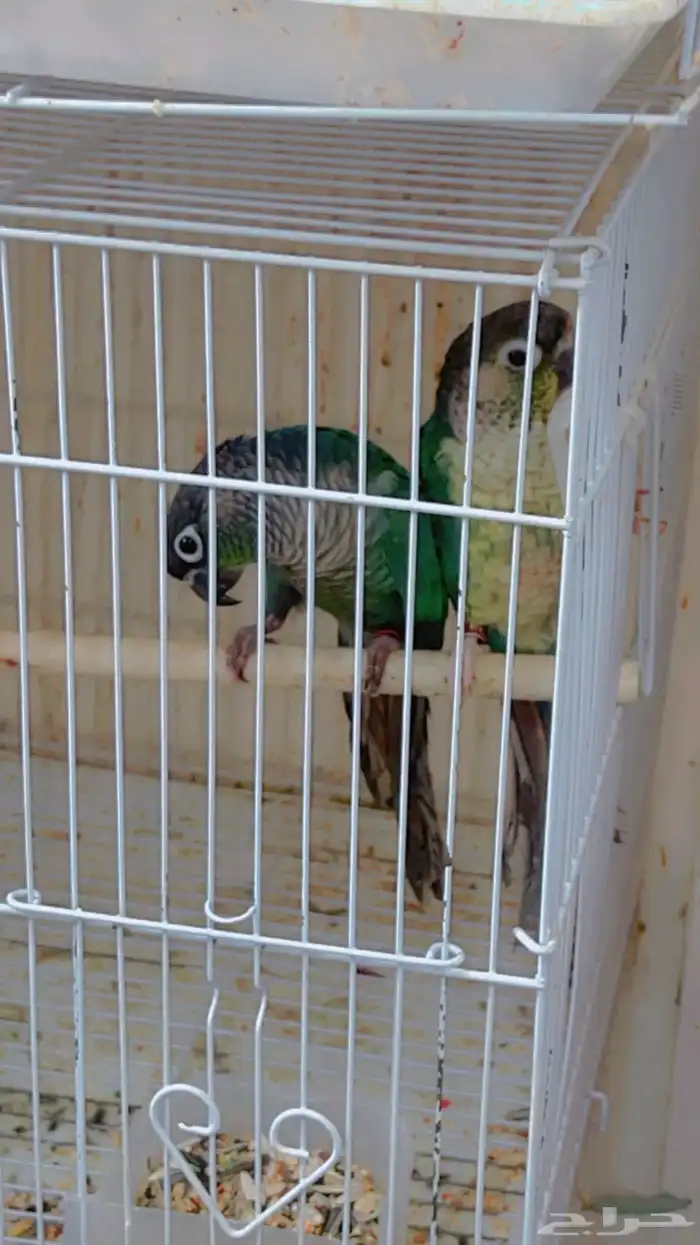 فروخ كنيور بلو شك و بلو ارتكواز 0