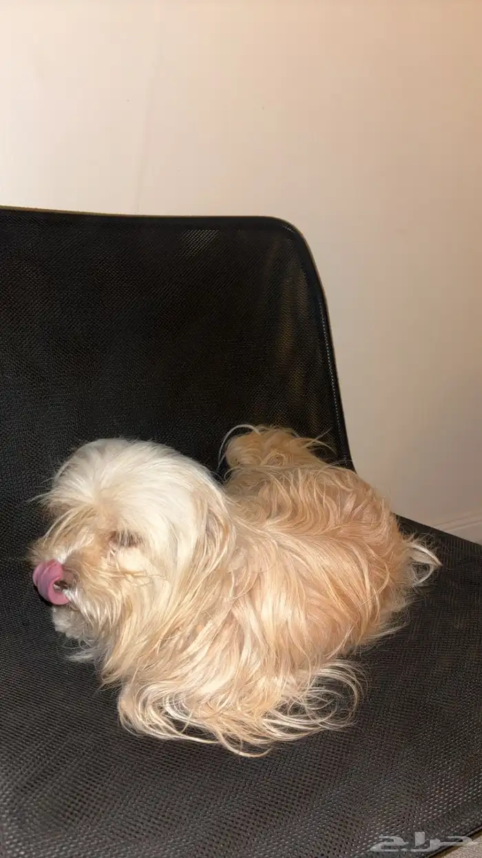 كلاب انثى وذكر للبيع اليفه 2