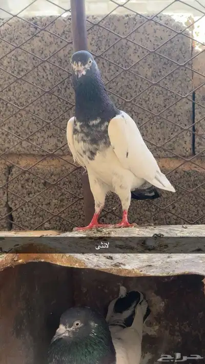 حمام 4
