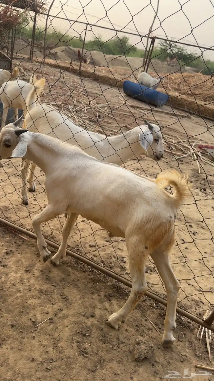 تيوس للبيع عدد 8 2