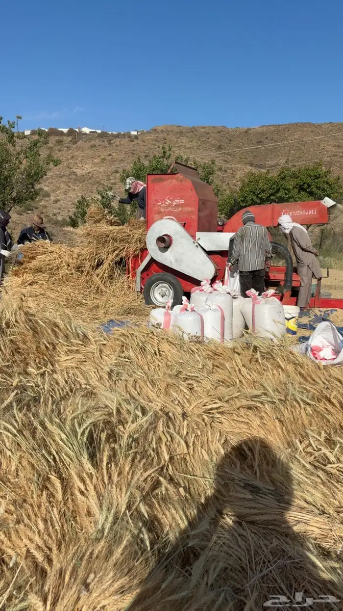 حنطة بلدي للبيع 2