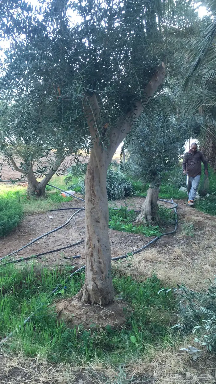 شجر زيتون معمر اعمار مافوق 70 6