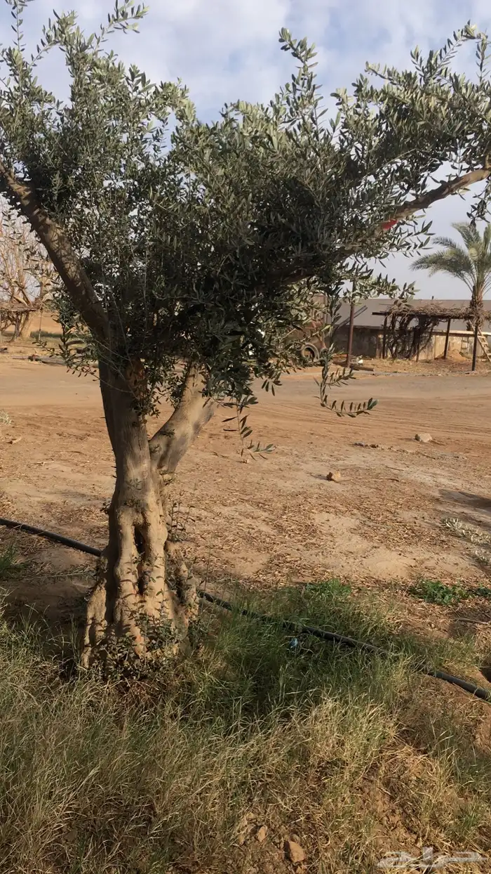 شجر زيتون معمر اعمار مافوق 70 7