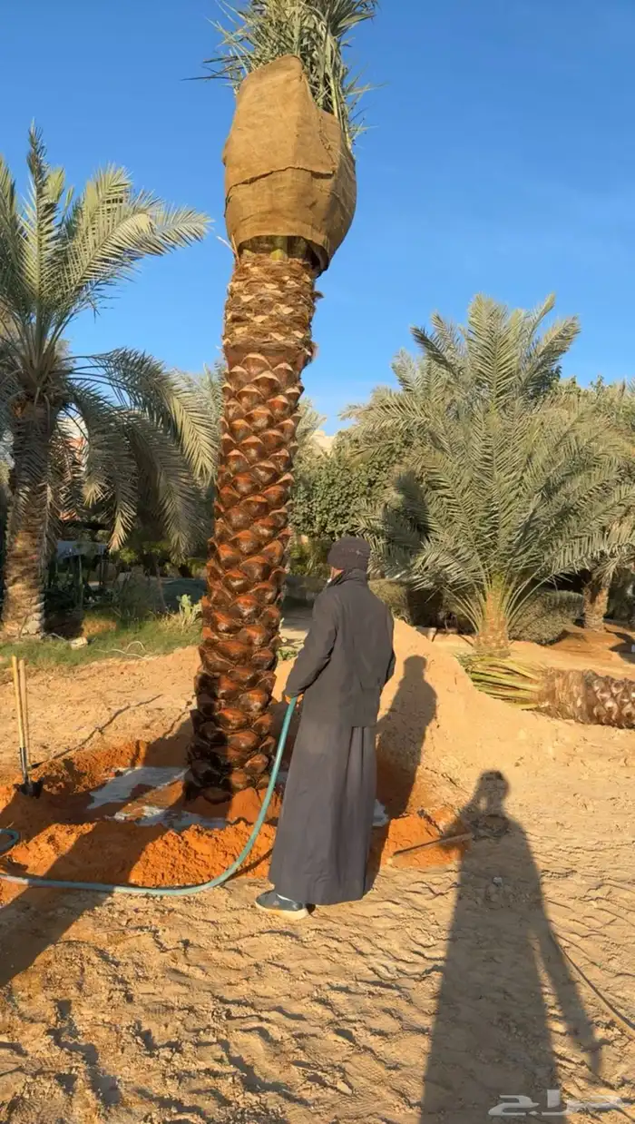توريد وتركيب النخل والأشجار وتركيب الشبوك بجميع الأنواع في 14