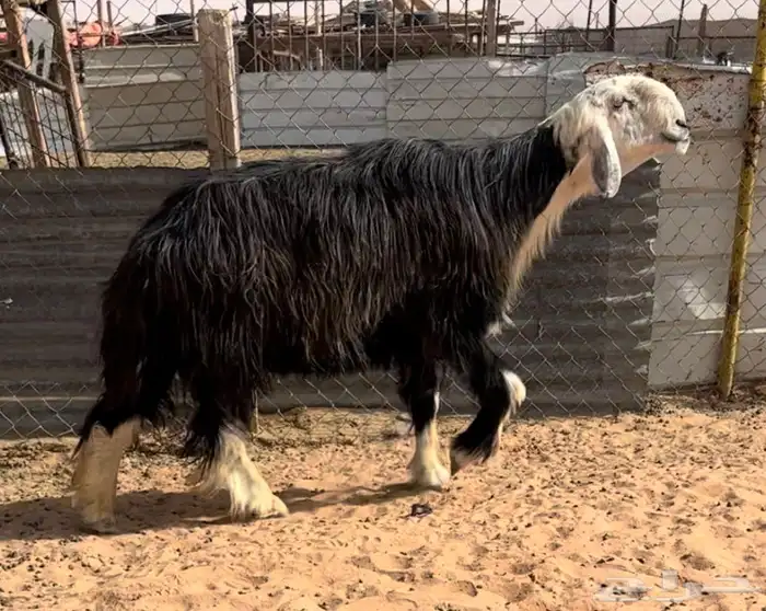 فحل نجدي خصم مشروط نسف ومنتج 3