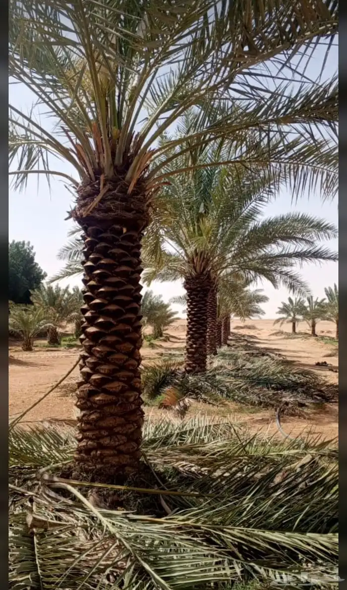 توريد وتركيب النخل والأشجار وتركيب الشبوك بجميع الأنواع في 18
