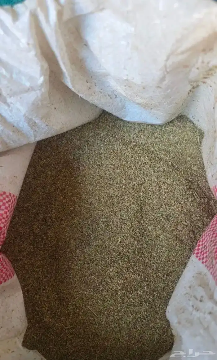 بذر بلوبنك 0