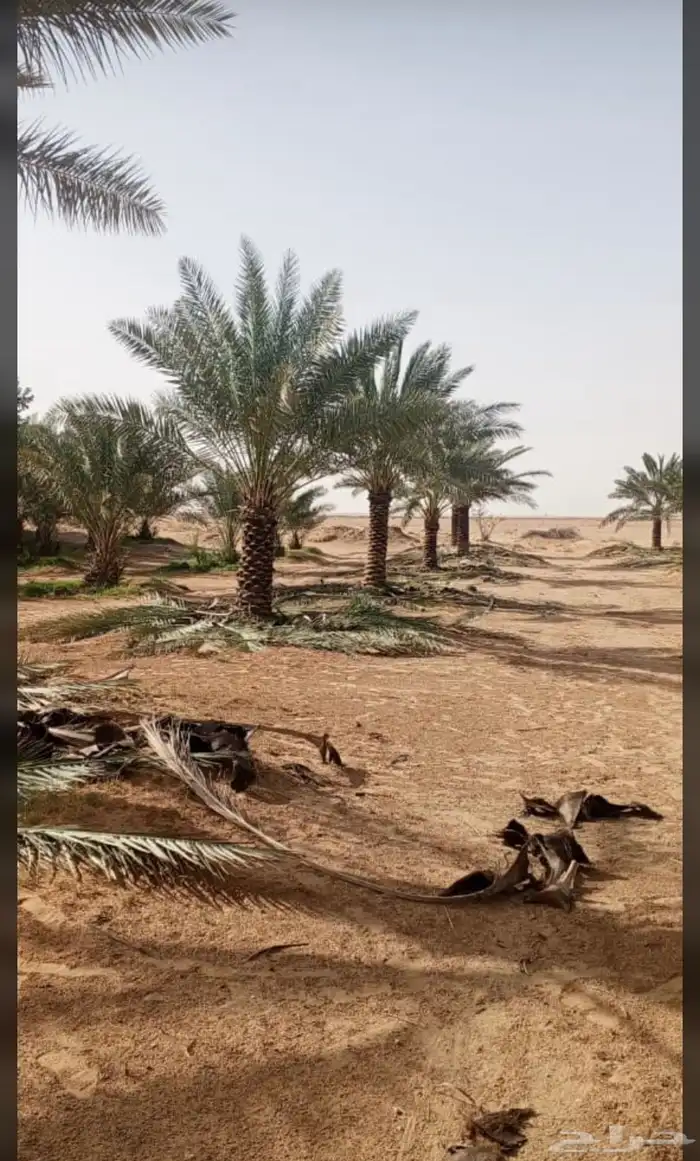 توريد وتركيب النخل والأشجار وتركيب الشبوك بجميع الأنواع في 21