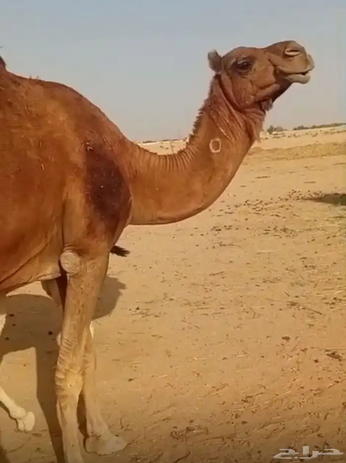سلام عليكم ورحمه الله وبركاته 3
