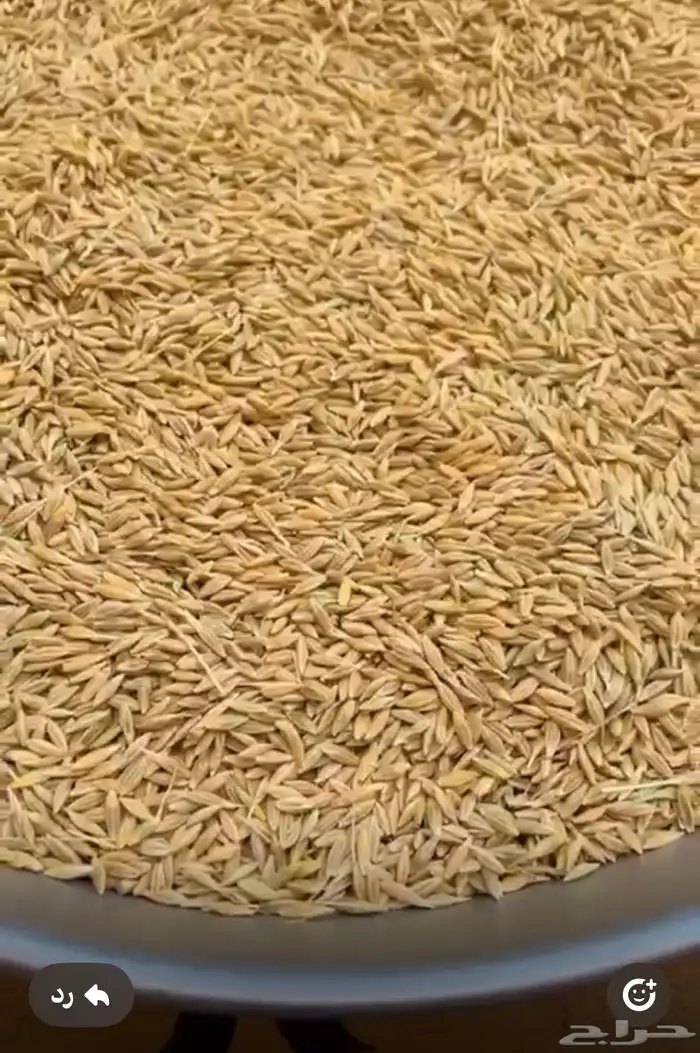 حب شعير 0