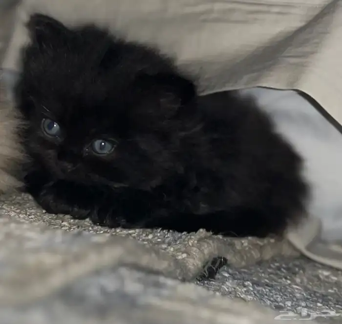 قطة للبيع هجين الأب هملايا و الأم شيرازي 1