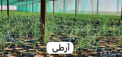 شتلات متنوعة 1