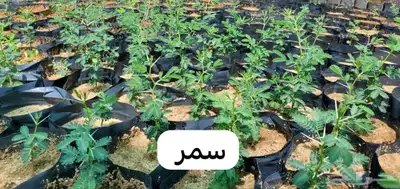شتلات متنوعة 0