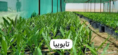شتلات متنوعة 7