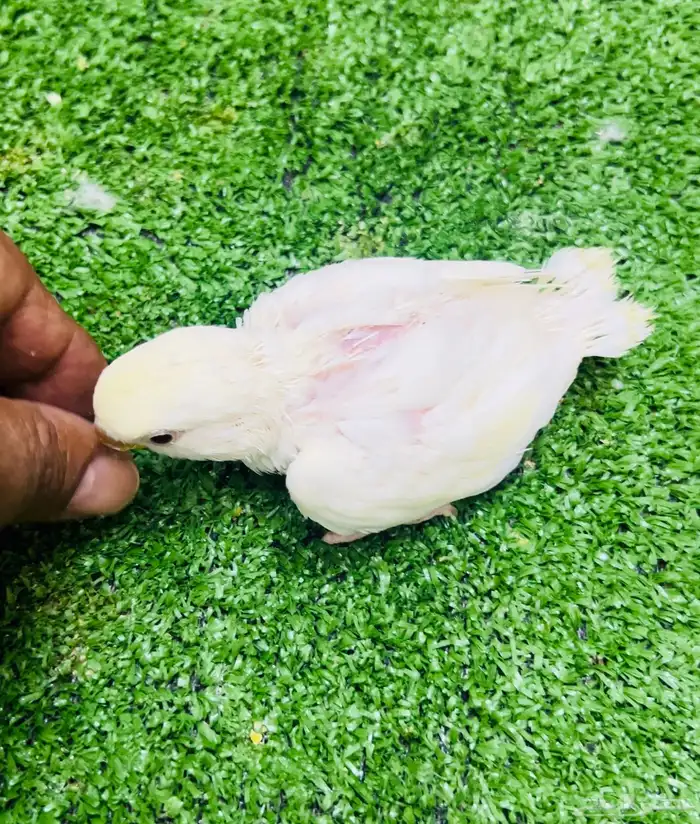 فرخ روز ويقبل الغر 1