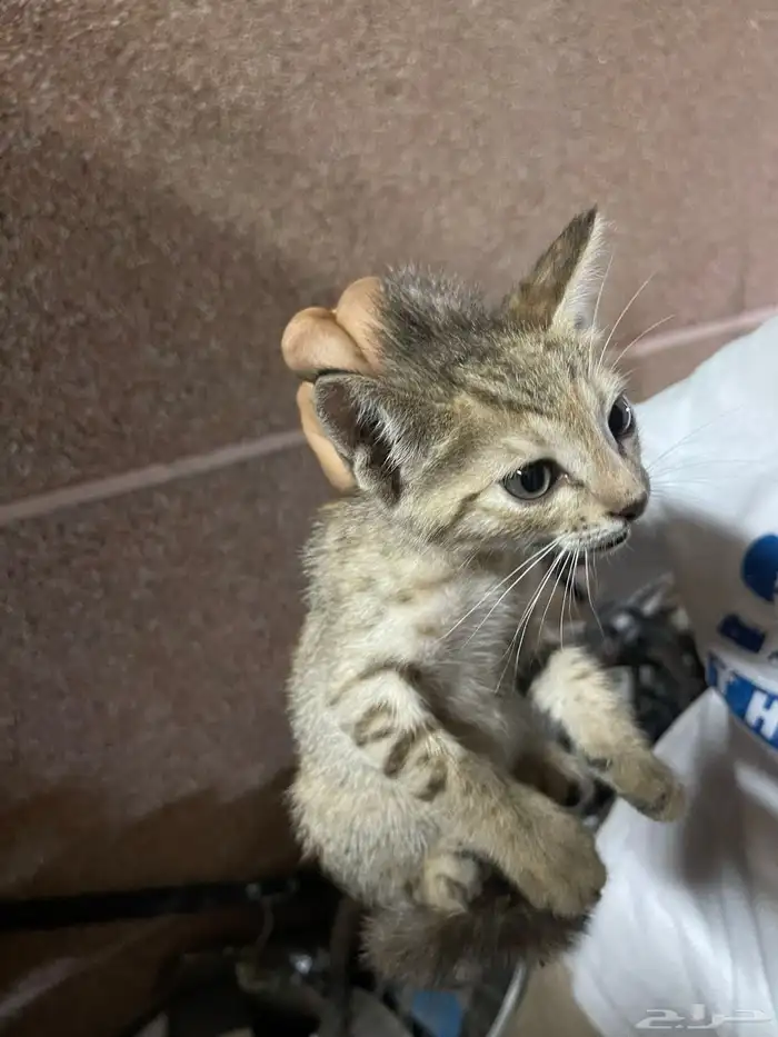 للبيع قطو اليف جدا  ماتشكو من شي عمرها 8 اشهر الصحة ممتازة . 0