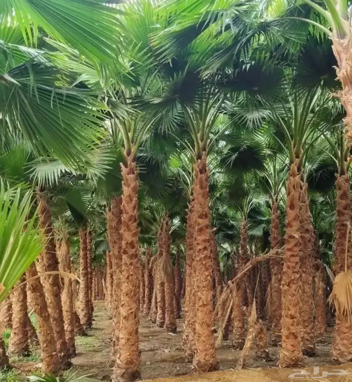 توريد وتركيب النخل والأشجار وتركيب الشبوك بجميع الأنواع في 40