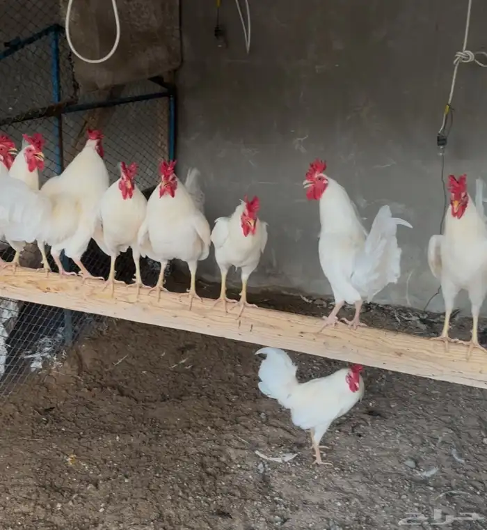 للبيع بيض دجاج عربي ترثه 6