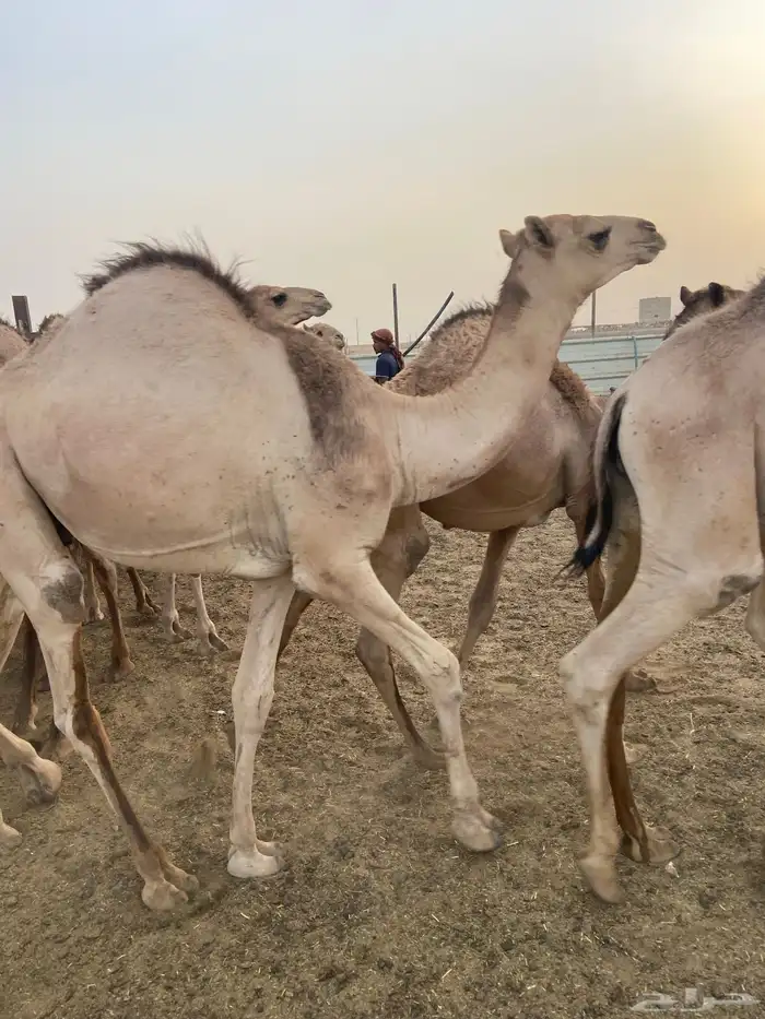 قعدان كفو للبيع تصلح زواجات ومبادي بسعر مناسب 17