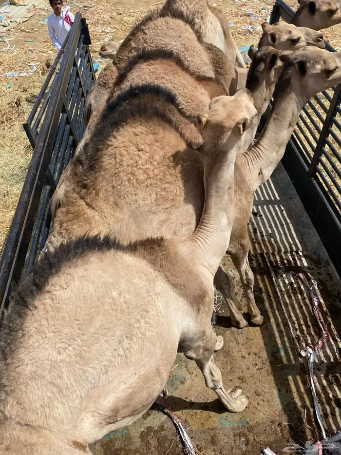قعدان فل الفل 2