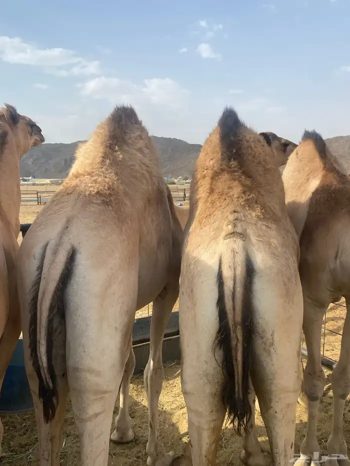 قعدان فل الفل 5