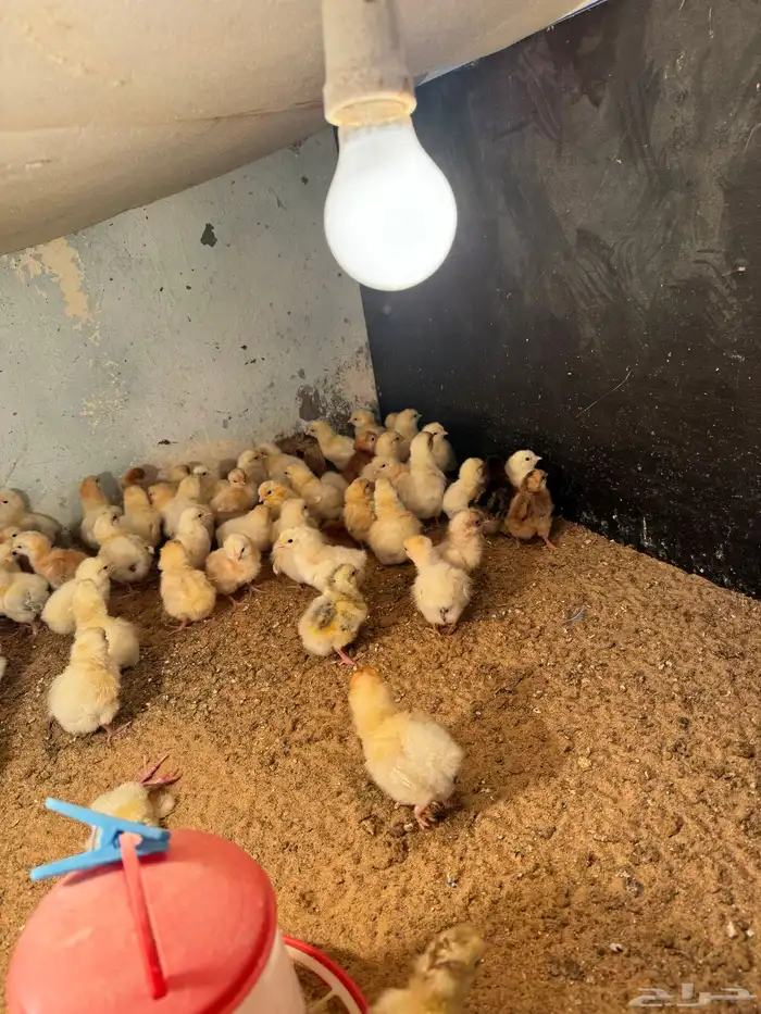 صوص صيصان لوهمن لوهمان براون بيور دم صافي شرط 8