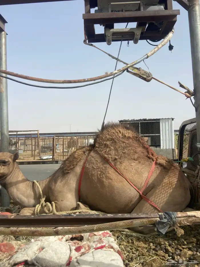 قعدان كفو للبيع تصلح زواجات ومبادي بسعر مناسب 27