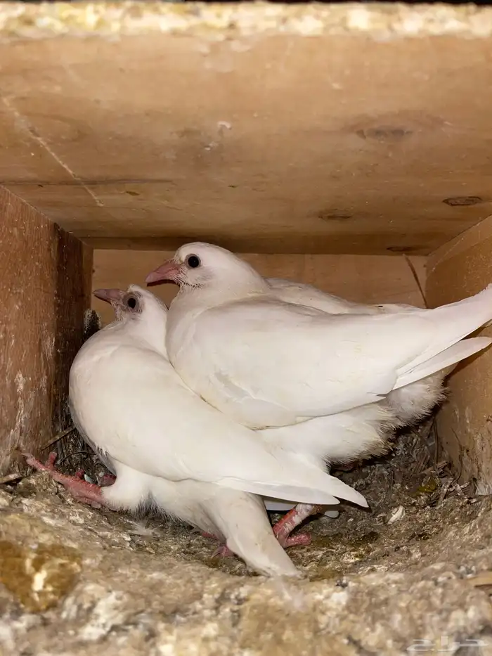 فراخه فرنسي 2