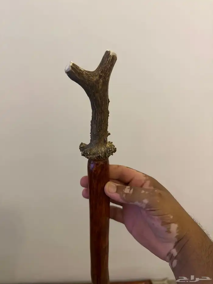 عصى قرن غزال 0